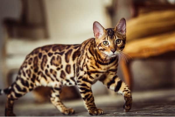 Bengal cat