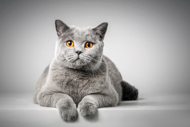 British Shorthair Cat