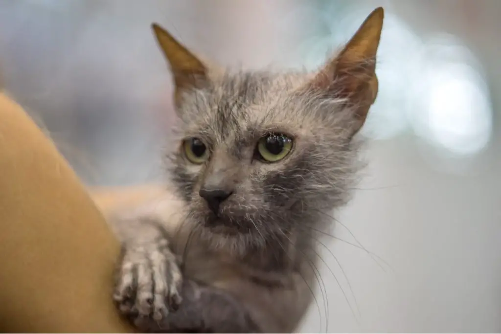 Lykoi cat