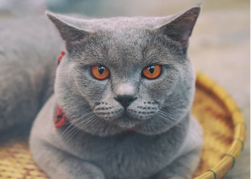 Chartreux cat
