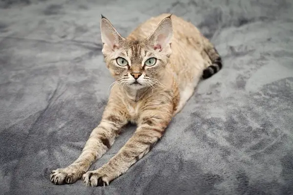 Devon rex cat