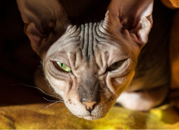 Donskoy cat