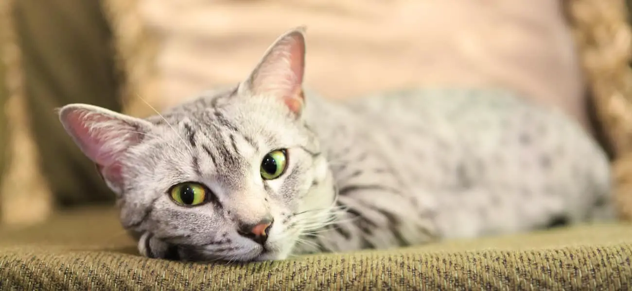  Egyptian  Mau Cat  Breed  Purrfect Cat  Breeds