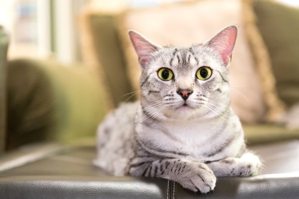  Egyptian  Mau Cat  Breed  Purrfect Cat  Breeds