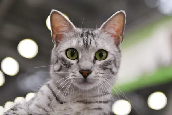  Egyptian  Mau Cat  Breed  Purrfect Cat  Breeds