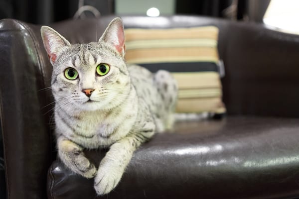 Egyptian Mau Cat