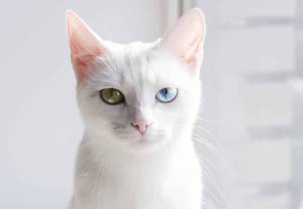 Khao manee cat