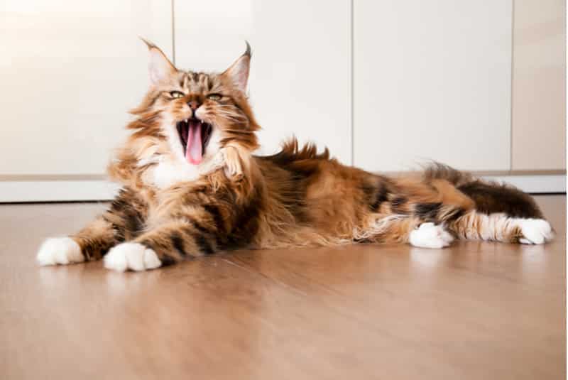 Maine coon cat