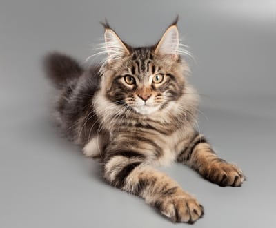 Maine coon cat