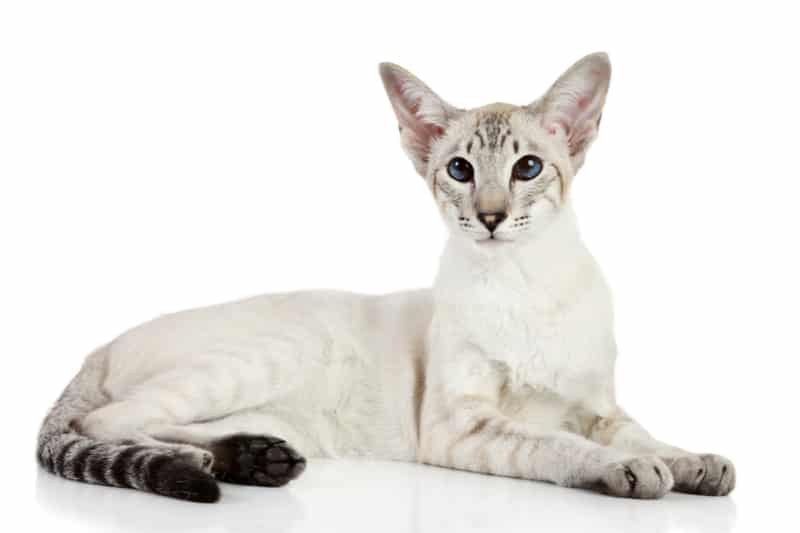 oriental cat sitting