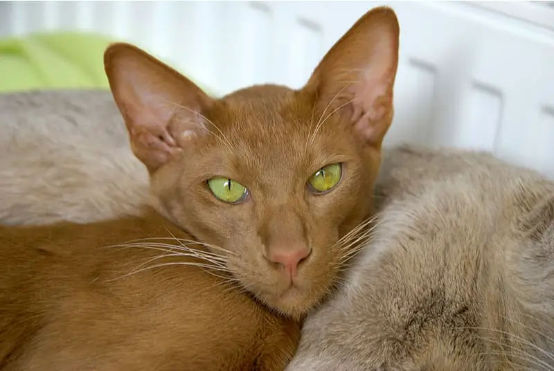Oriental cat