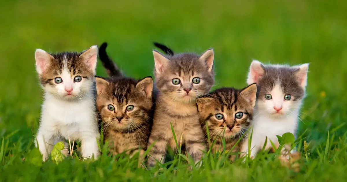 protective cat breeds