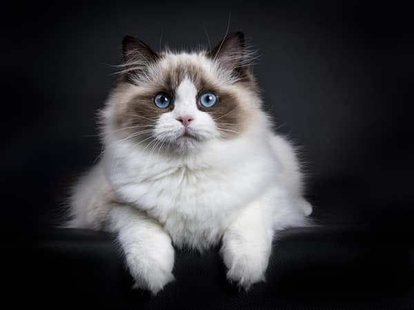 Ragdoll cat
