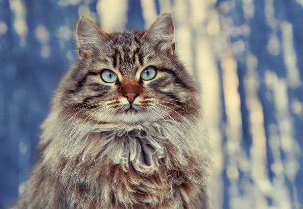 Siberian cat