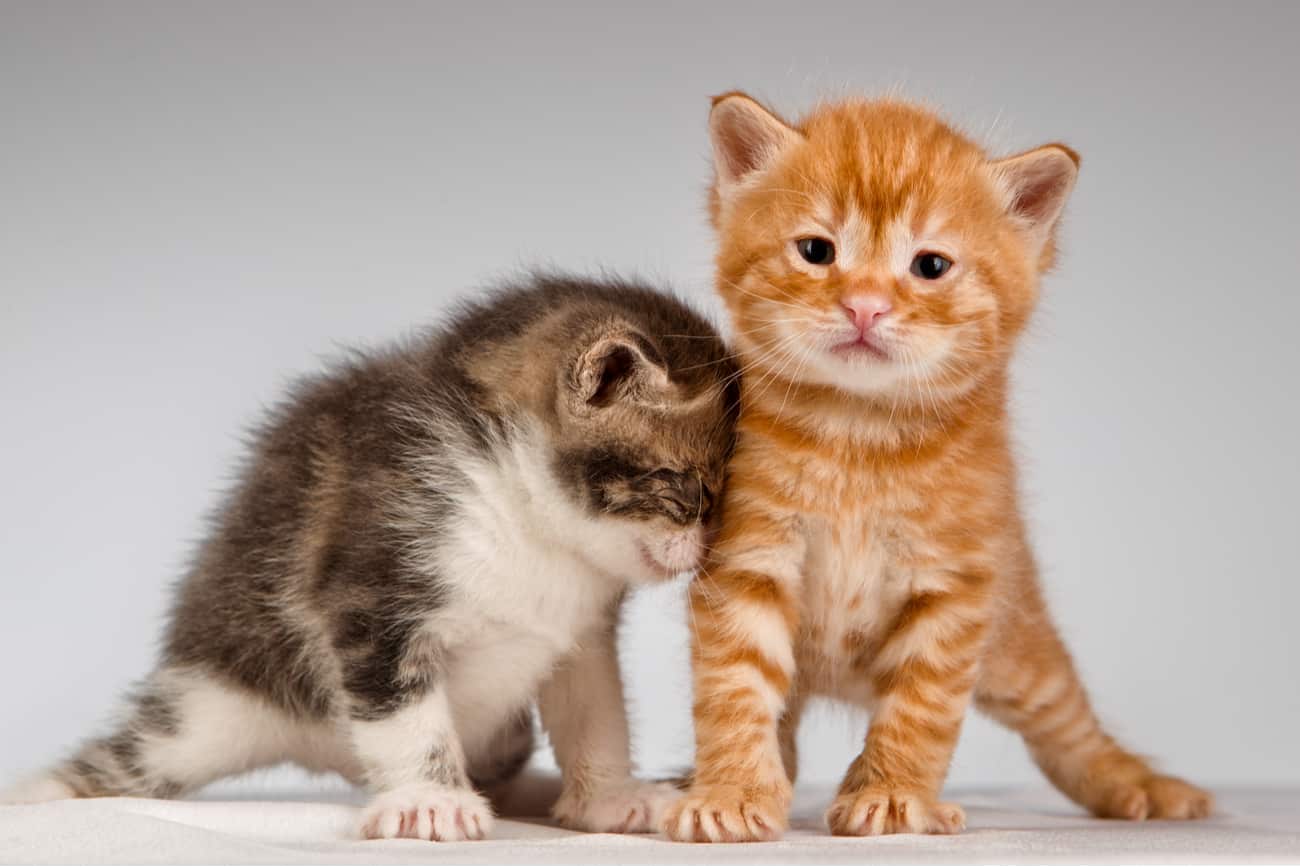 Male vs Female Cats Pros and Cons • Purrfect Cat Breeds