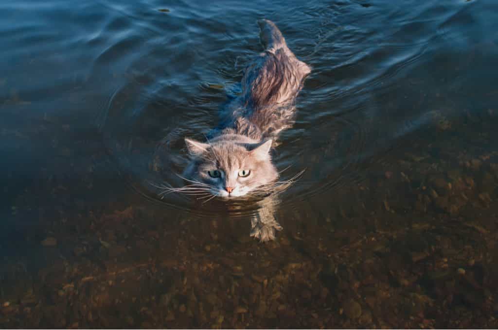 Cats That Like Water • Purrfectcatbreeds